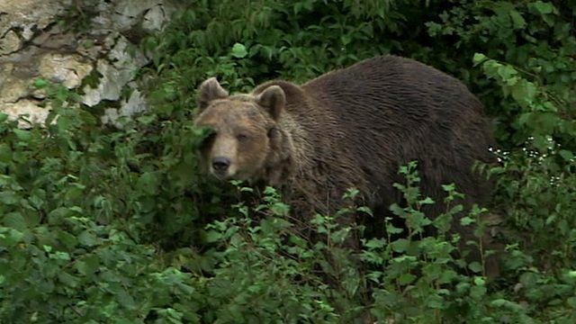 European bear in low-level forest greenery