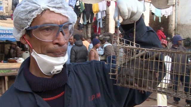 Madagascar plague: WHO in huge release of antibiotics