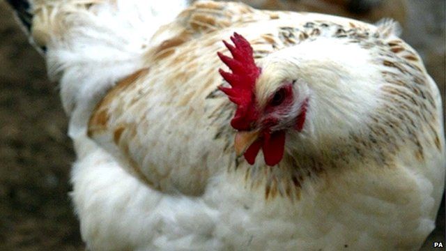 Hen