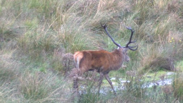 Stag