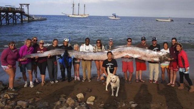 Oarfish