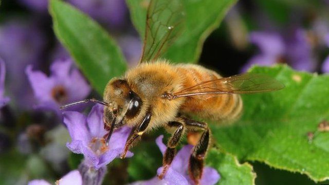 Honeybee on lavender (c) Science Photo Library