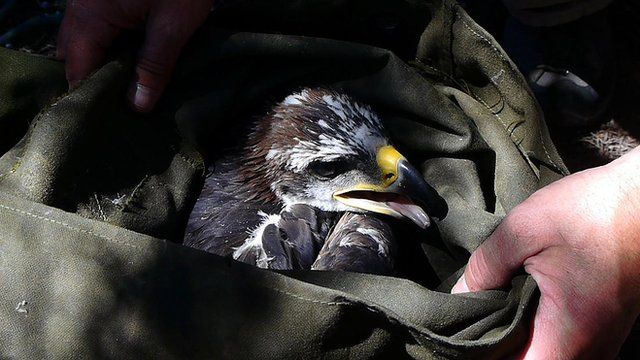 A golden eagle in a bag