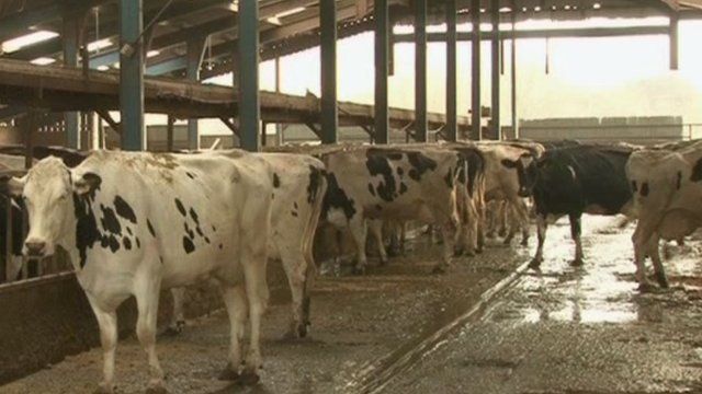 Powys 'mega dairy' plan gets go-ahead after public inquiry 