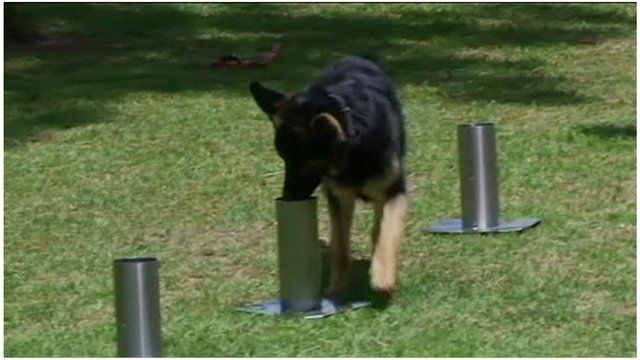 A sniffer dog in action