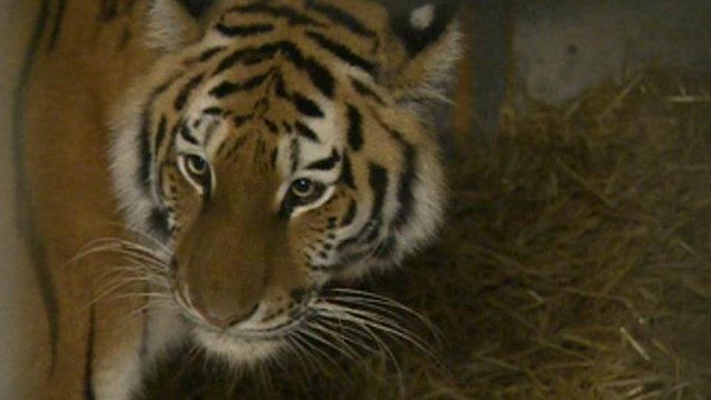 Tschuna the tiger