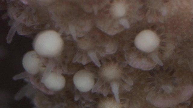 Coral