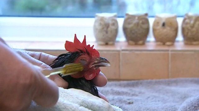 Hen's grooming session