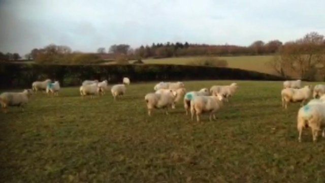 Alan Barr's flock of sheep