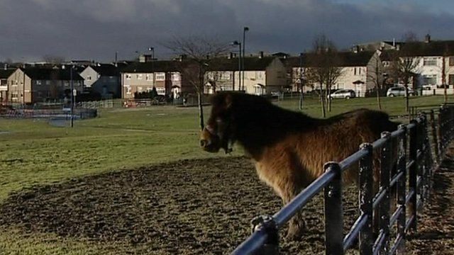 Illegally untethered horse in Bradford
