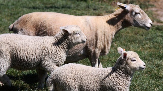 sheep