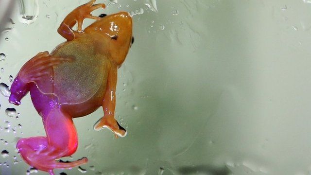 Fluorescent frog