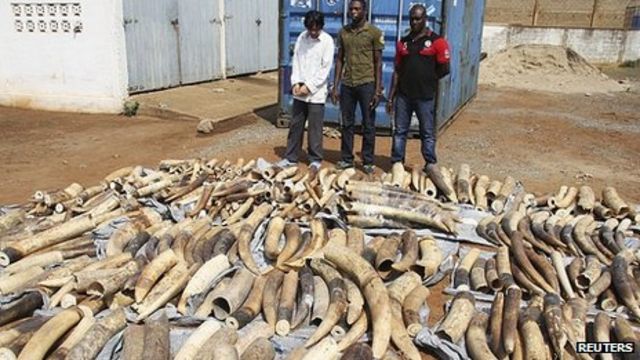 Togo police find second huge ivory haul in a week