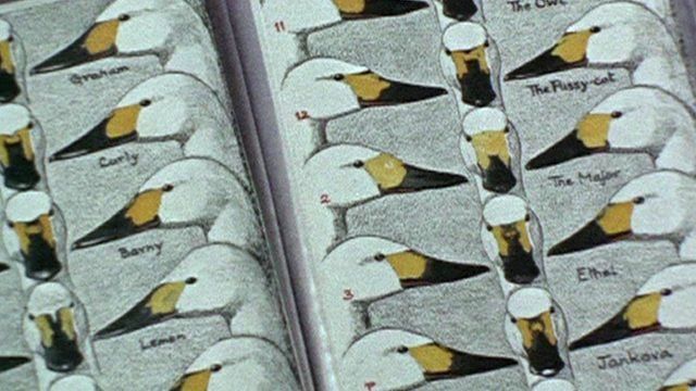 Illustrations of Bewick Swans