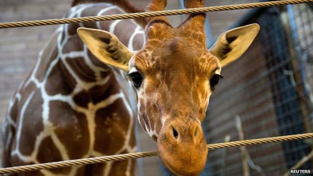 Second Danish zoo may kill a giraffe called Marius