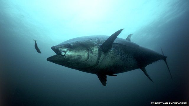 Bluefin tuna