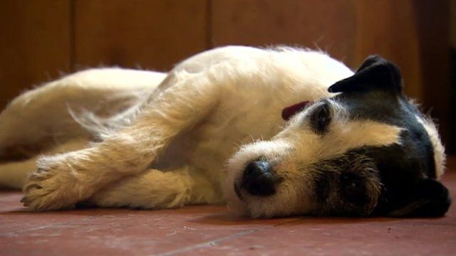 dog lying down