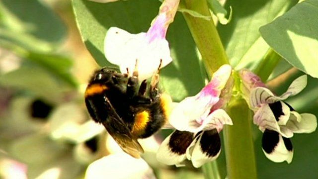 Bumblebees