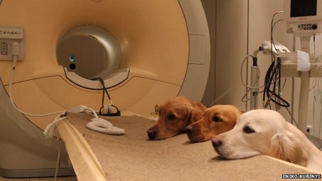 Dogs' brain scans reveal vocal responses