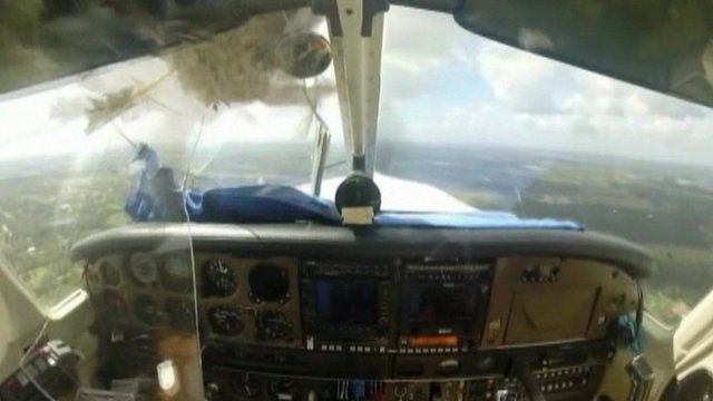 Bird hits plane