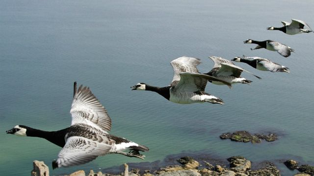 Geòidh air sgèith