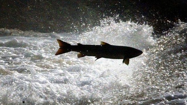 Salmon
