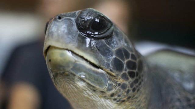 Freedom the turtle with a prosthetic fin