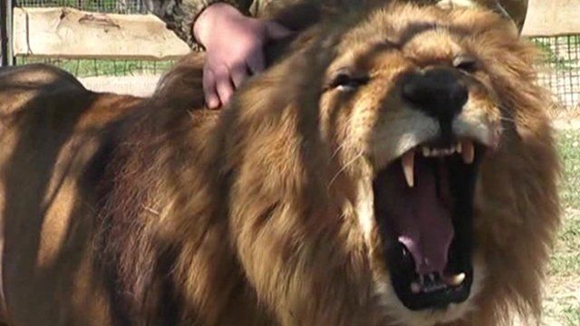 A lion at Taigan Safari Park in Crimea