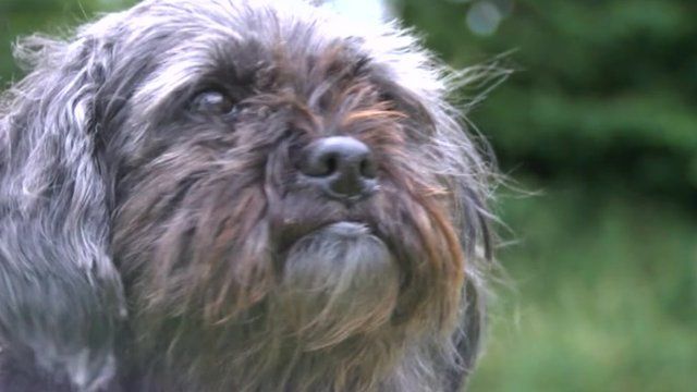 Florence the previously neglected dog