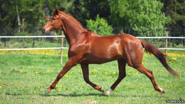 Stem cell treatment for horses to be trialled on humans