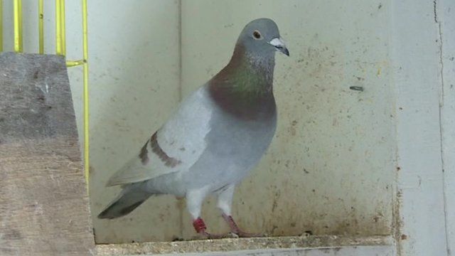 Pijin