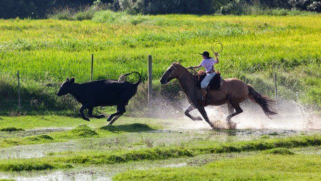 Gaucho at work in Brazil
