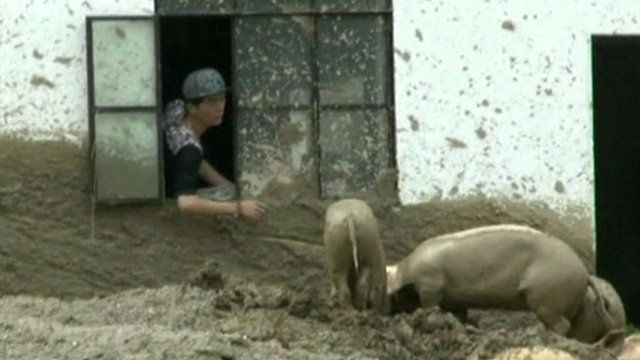 A Chinese farmer feeding pigs from through the window of his house due to mudslides in Yunnan province.