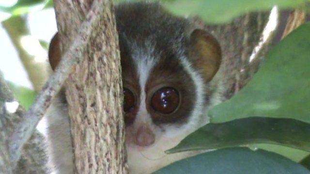 The grey slender loris: Conservation success in Sri Lanka - BBC News