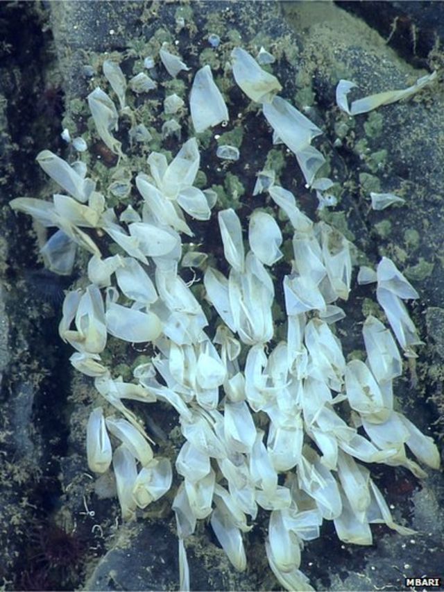 Broody octopus keeps record-breaking four-year vigil