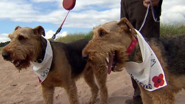 Airedale terriers