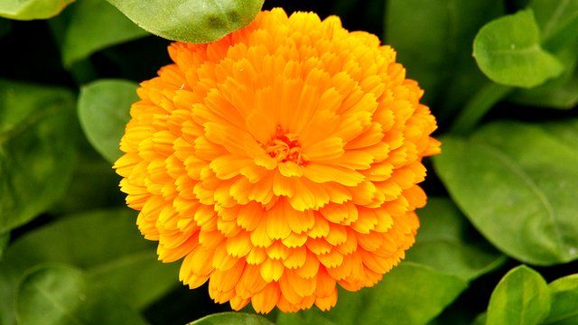 Marigold at Kew Gardens