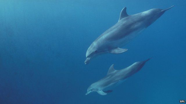 Dolphins squeal with delight - BBC News