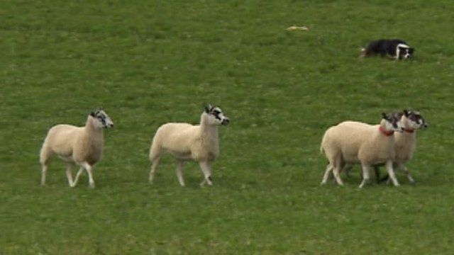 Sheepdog trials, Gloucestershire