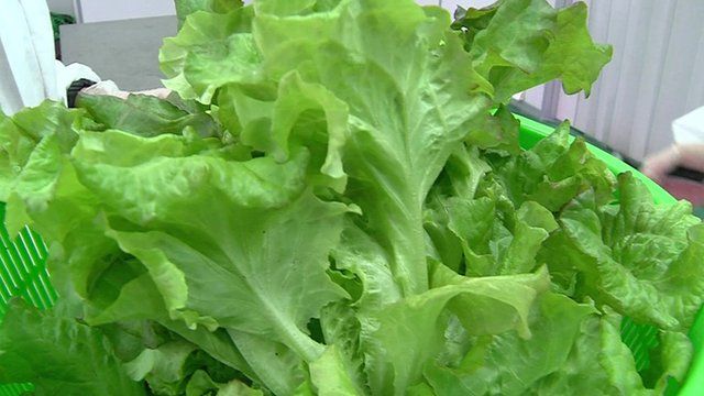 A premium lettuce grown by Panasonic