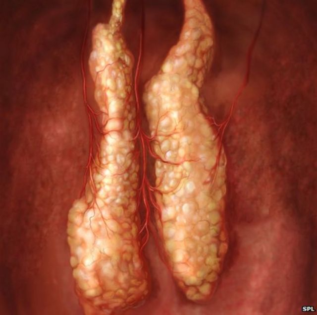 Whole organ 'grown' in world first