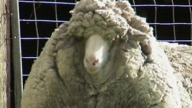 Shaun the sheep