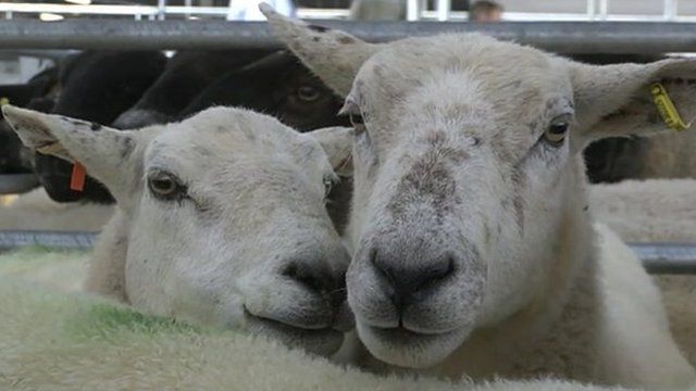 Sheep