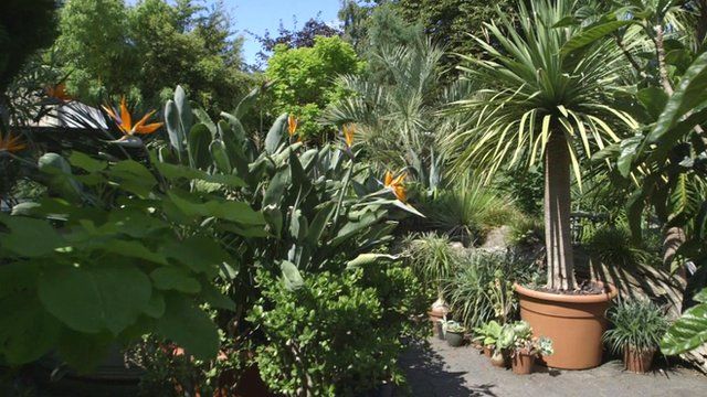 Tim Wilmot's tropical garden