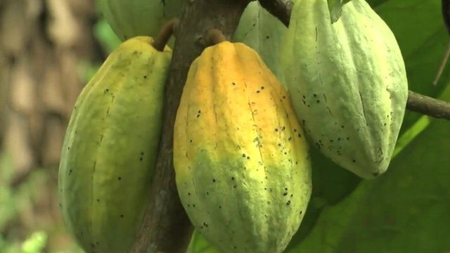 Cocoa plant