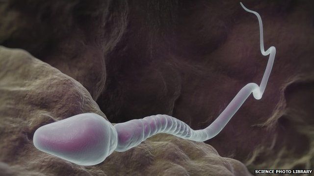 Discovery Sheds New Light On Chromosomes Bbc News 