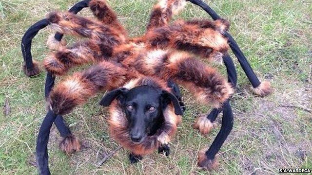 Spider Dog sensation in Poland.