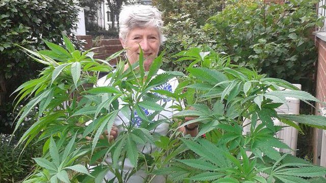 Pensioner contacts BBC after unwittingly growing cannabis ...