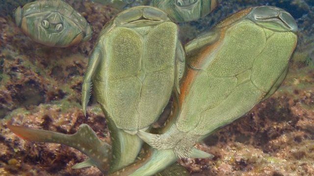 Artist's impression of a Microbrachius mating scene