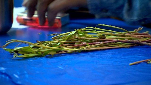 Khat